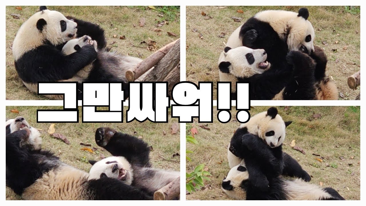 [Chengdu] 🐼22년생 판다혈전 | Zhi Yu 徵羽 | Wen Jing 文静 | Jia Xin  家欣 | Cute Baby Panda