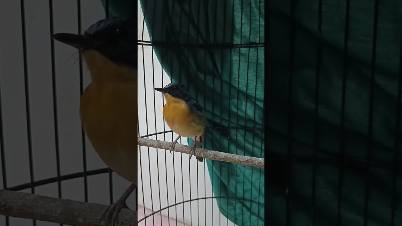 Pancingan Suara Burung Tledekan Santai Malam Hari (menaikkan fighter)