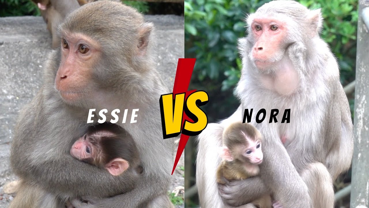An update on Nora's boy🧐 & Essie's newborn🤩