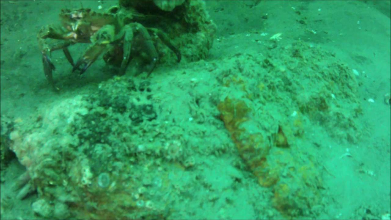 dagje noordzee duikteam Zeester