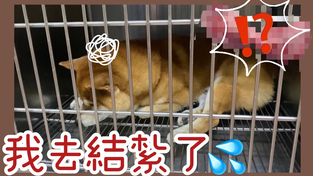 【柴犬呆萌】六歲公狗結紮日記 蛋蛋的哀傷💔 痛到狂叫不敢動 全家都後悔了⋯😞
