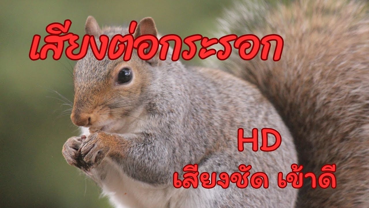เสียงต่อกระรอก ต่อช่วงฝนตกเข้าดี