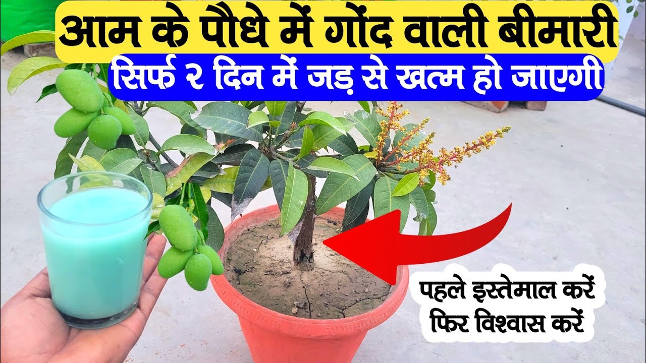आम के पौधे में गोंद निकलने वाली बीमारी 2 दिन में जड़ से खत्म || सिर्फ इस चीज के एक बार इस्तेमाल से