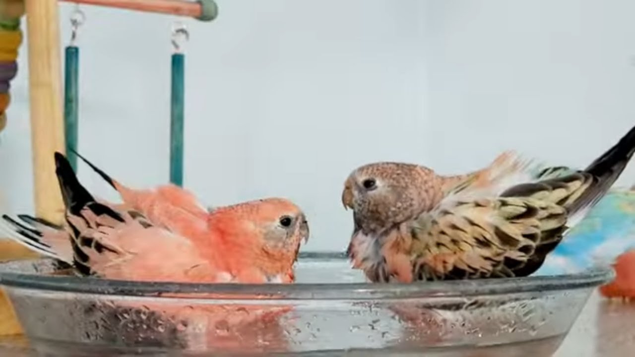 Beautiful Rosey Bourke Parakeets Bathing and Preening