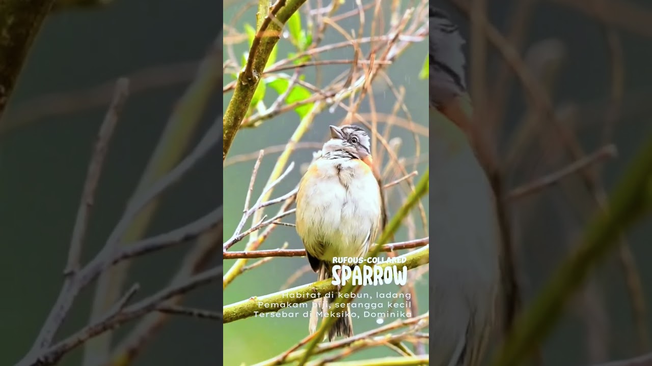 Rufous Collared Sparrow #rufouscollaredsparrow #sparrow #birdsinging #birdsounds #birdslover #birds