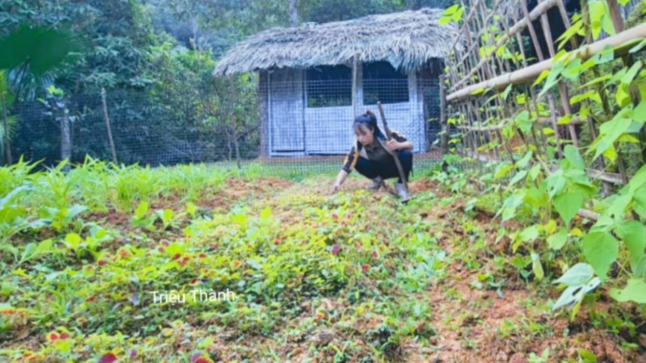 Hello everyone, in this video Trieu Thanh shares his daily life.