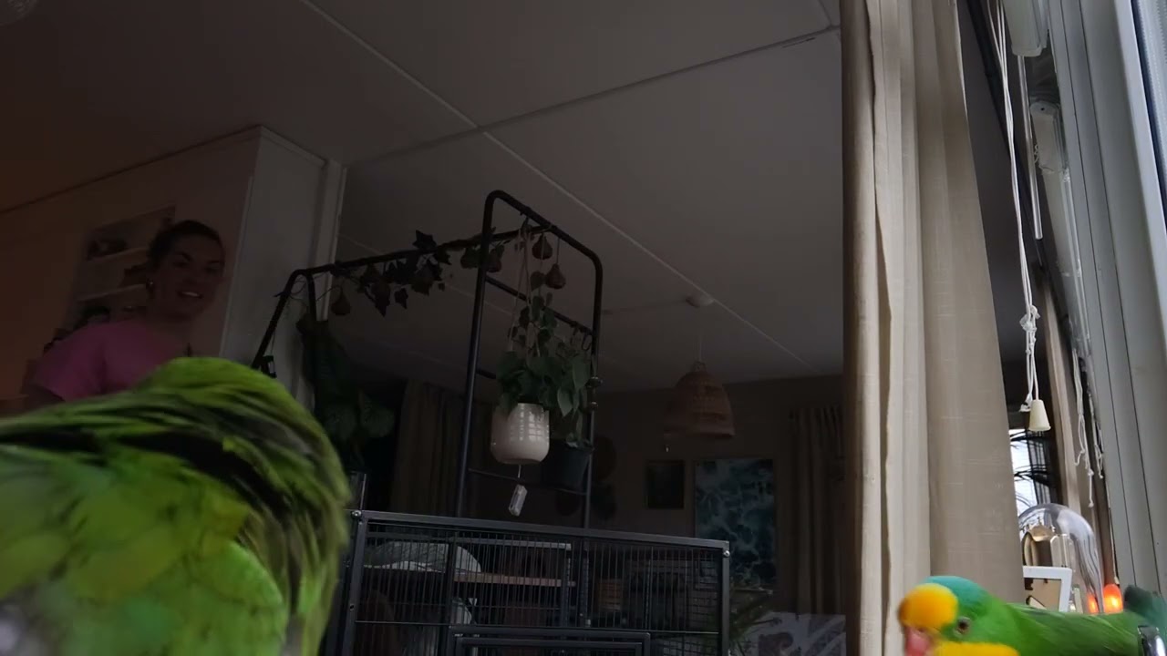 Barraband parakeet. New cage assembly