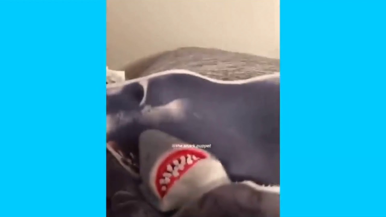 Best shark puppet meme