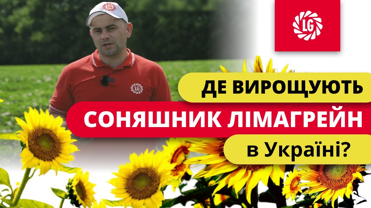 Де вирощують соняшник в Україні? Новітні технології вирощування соняшника від Лімагрейн.