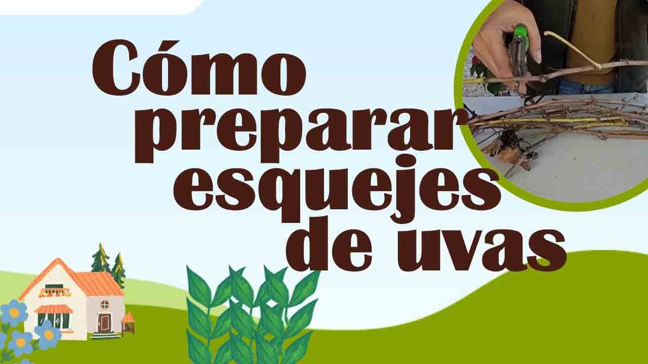 como preparar esquejes de uvas