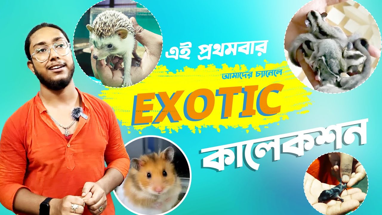 প্রথমবার আমাদের চ্যানেলে  Exotic Breeds Collection | Konnagar Bata, Near Station Road | 8910654524