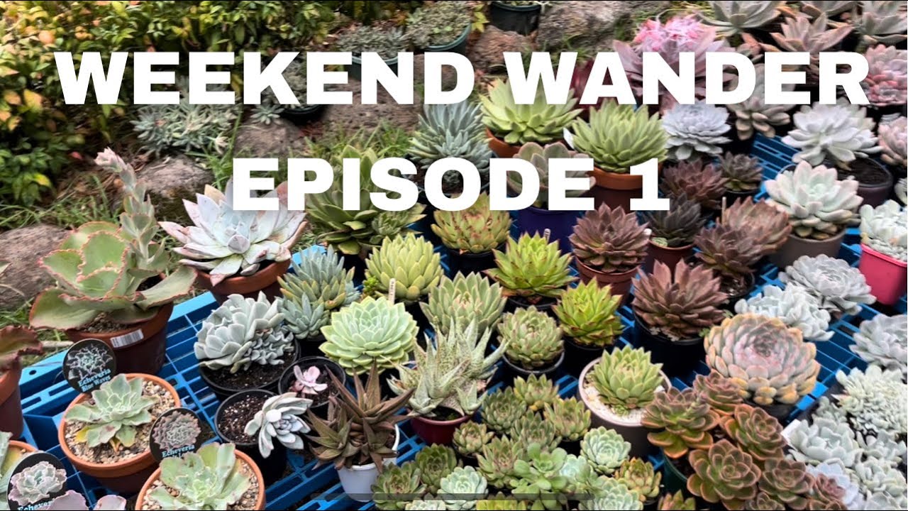 Weekend Wander In our SUCCULENT GARDEN | Episode 1