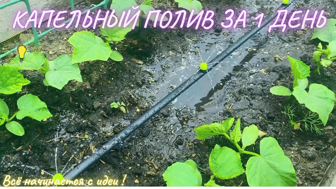 ПРОСТОЙ КАПЕЛЬНЫЙ ПОЛИВ ДЛЯ САДА И ОГОРОДА СВОИМИ РУКАМИ ЗА 1 ДЕНЬ И 2000 РУБЛЕЙ. НИЧЕГО СЛОЖНОГО!