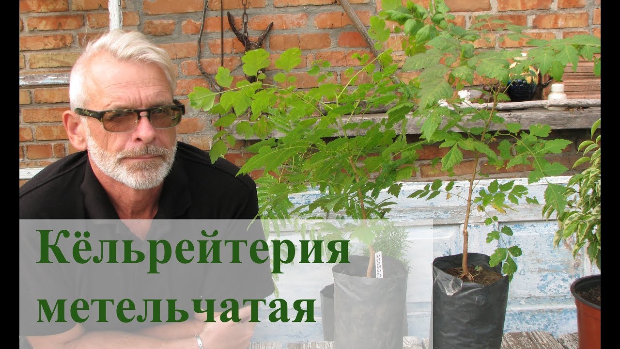 Кёльрейтерия метельчатая / Игорь Билевич