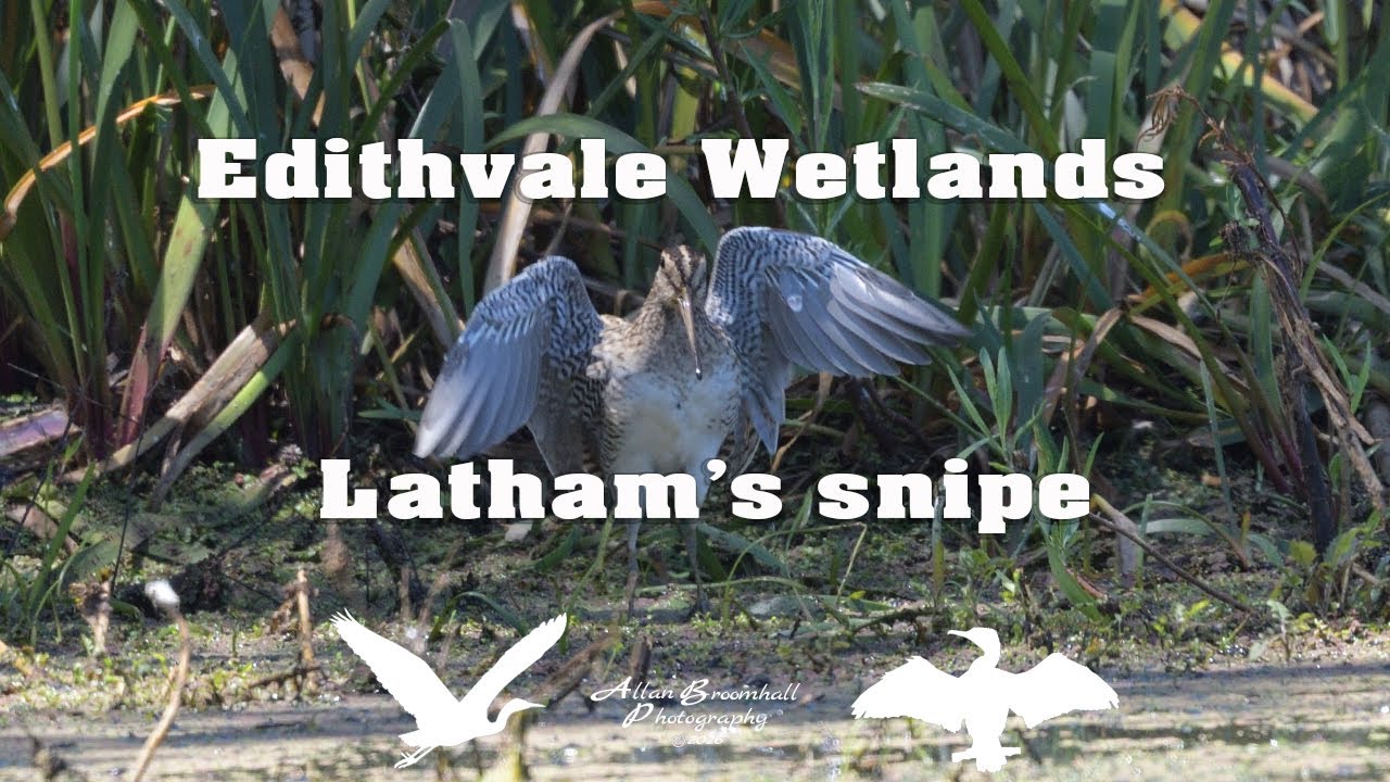 Latham's snipe - Birds Video #birds #australiannativebirds #birdsofaustralia #birdlist