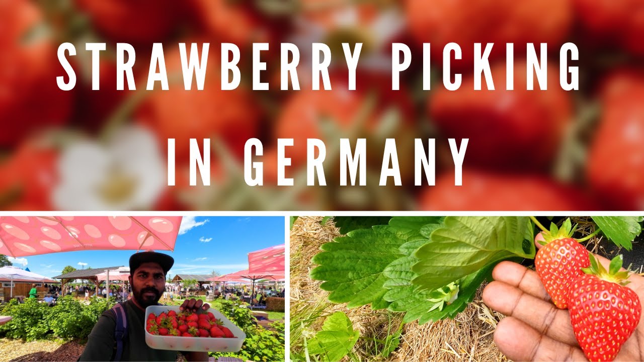 Strawberry Picking in Munich - Germany #summer2024 #germantamil