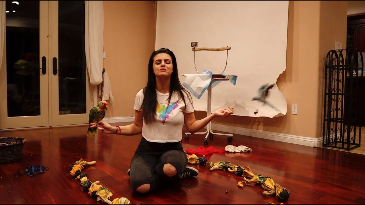 MY PARROTS REACT TO THE CIRCLE CHALLENGE (VINNY SUBTITLES)
