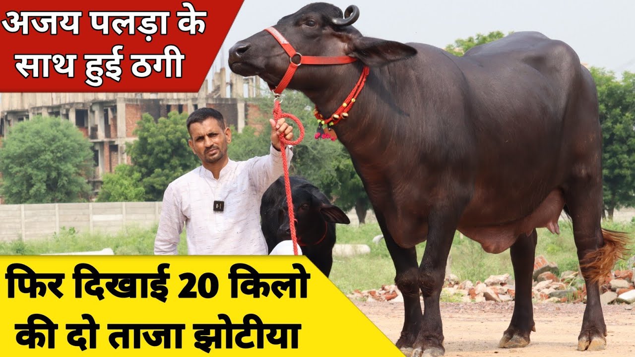 अजय पलड़ा के साथ हुई ठगी, फिर दिखाई 20 किलो दूध की दो झोटिया | Rajput Dairy Farm (9560460202)