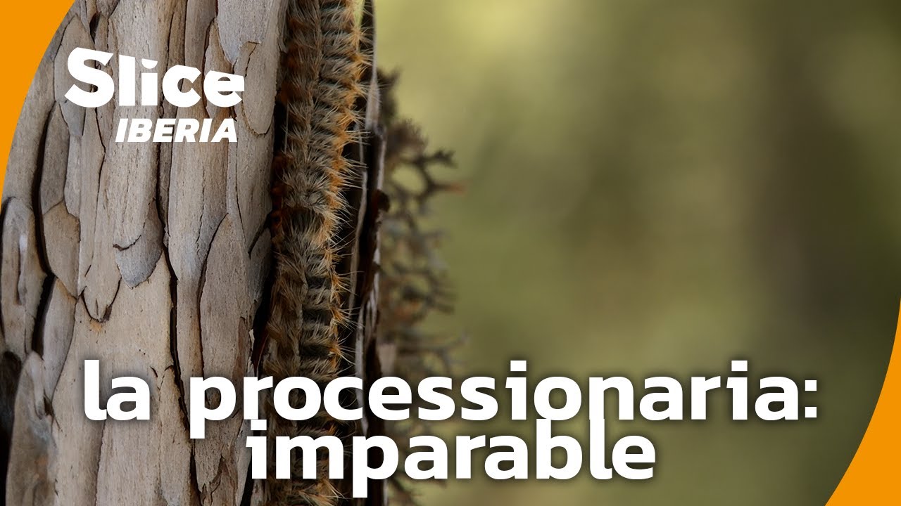 La processionaria del pino: un conquistador invencible | SLICE Iberia | DOCUMENTAL COMPLETO