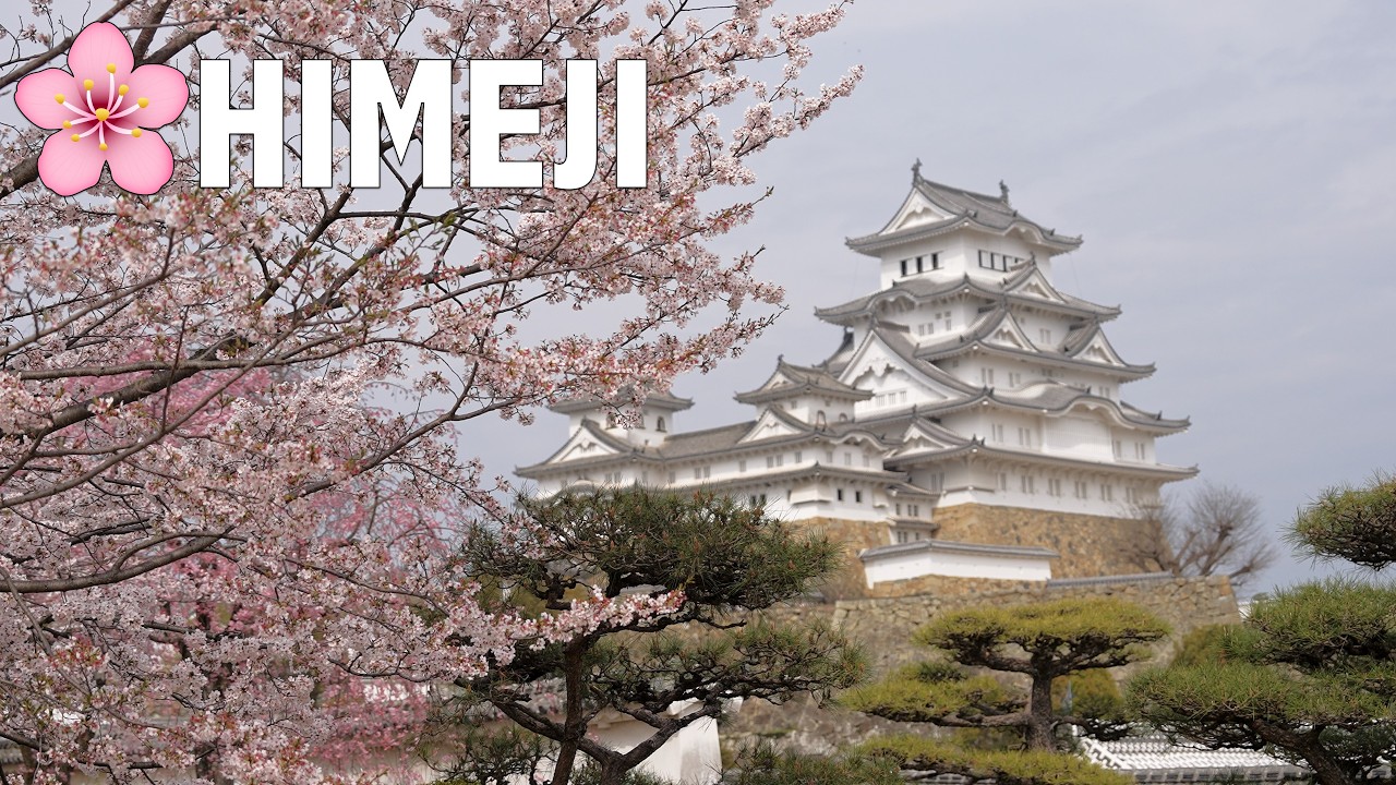 🌸 Cherry Blossoms in Full Bloom 🌸 Himeji Castle 🌸 Japan Travel Guide🌸 Osaka Day Trip