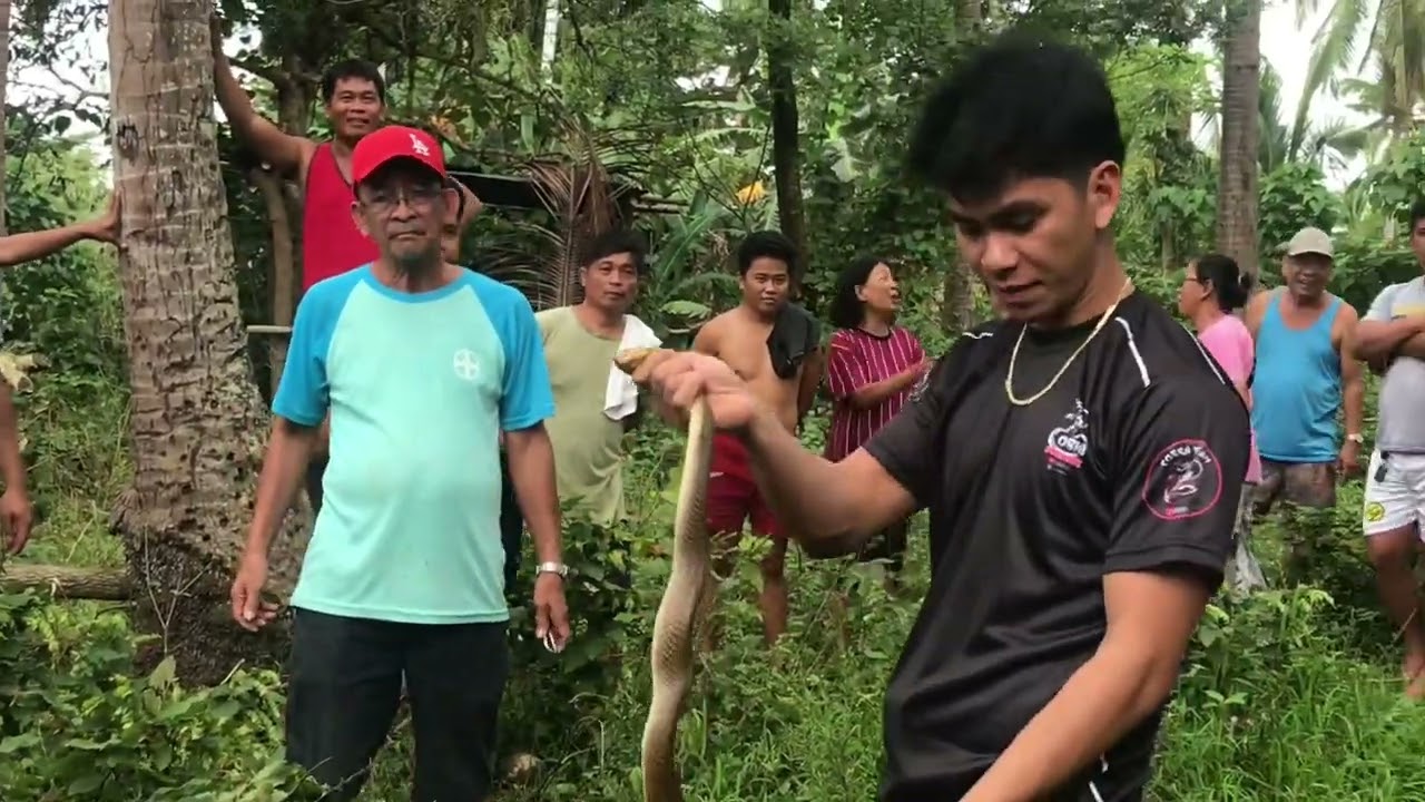 MAKAMANDAG NA COBRA NAHULI SA ABANDONADO KUBO