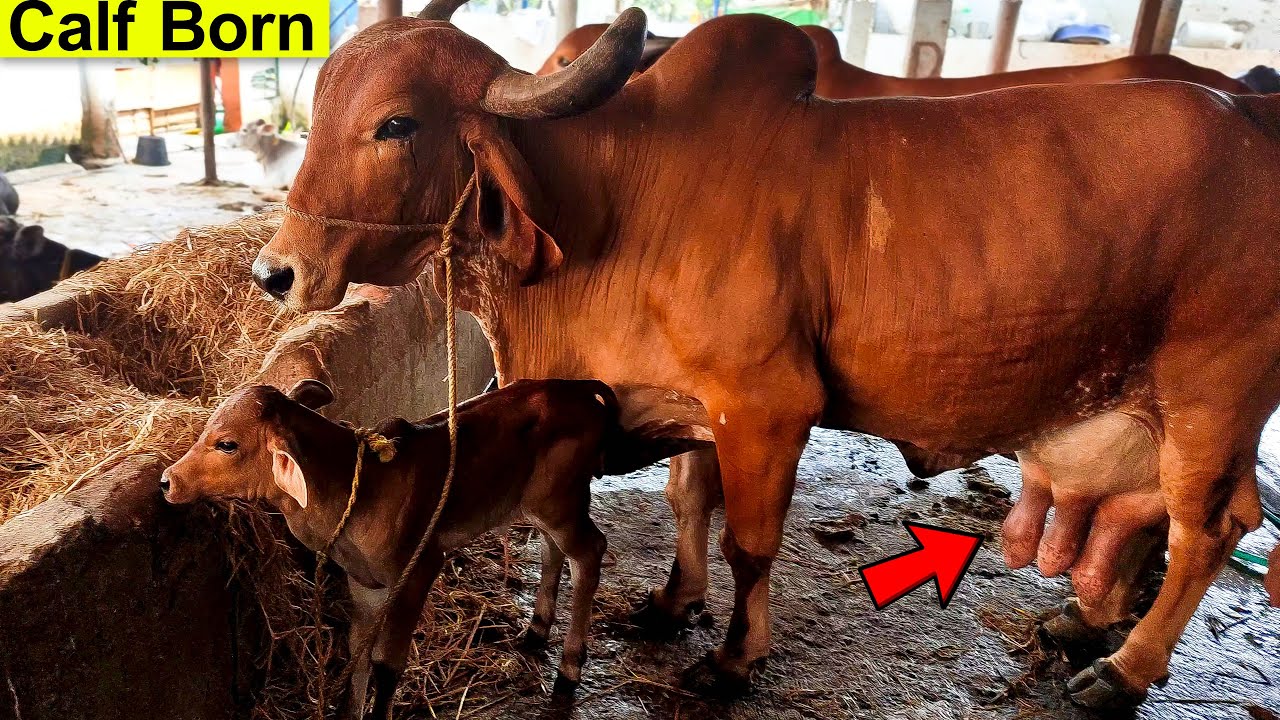 Calf Born | Cow Delivered | Best Milking Cow | Cow Giving Birth To Beautiful Female Calf