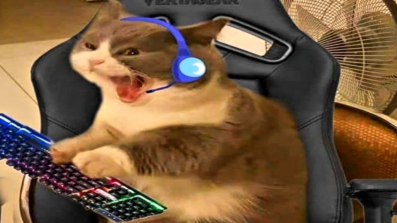 these cats have no chill