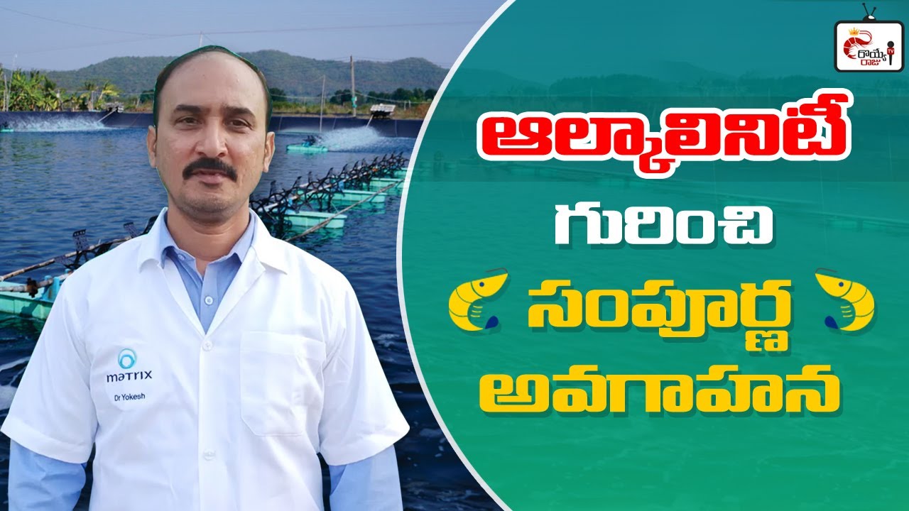 Alkalinity Management In Shrimp Pond | Vannamei Best Management Practices