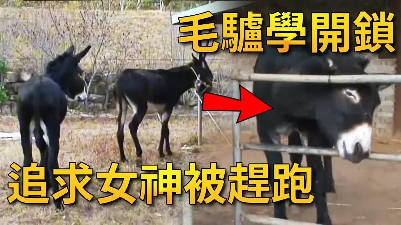 毛驴为了约会自学了开锁，一路小跑赶到母驴女神家，没想到被赶走气得直打滚【小奶狗观影】