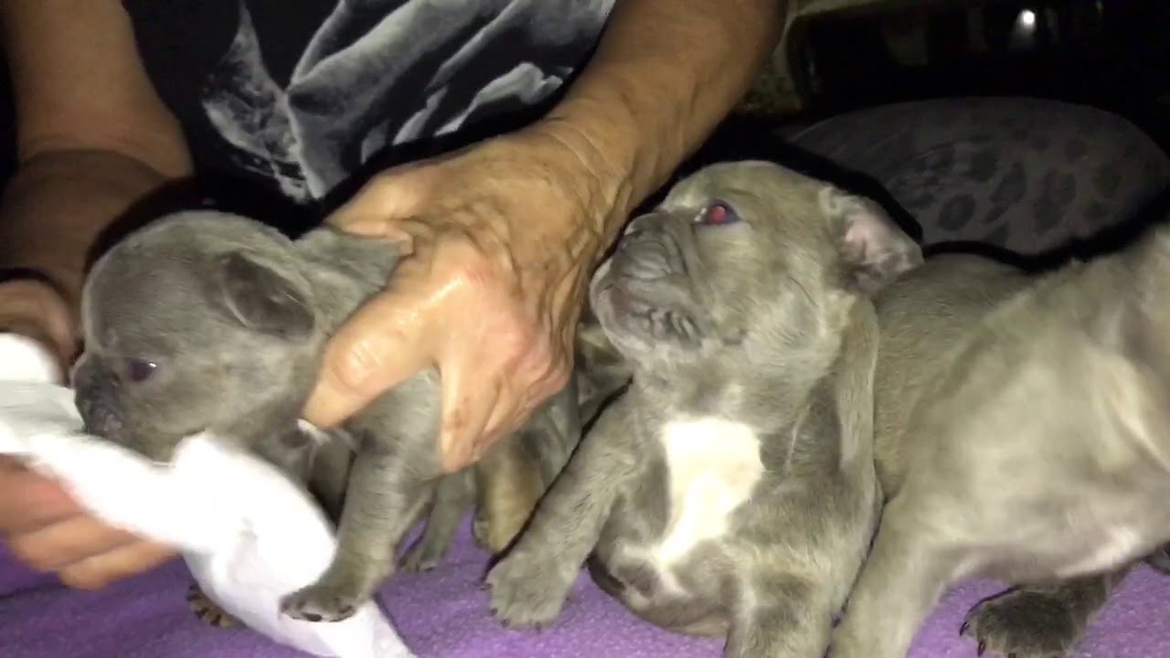 French bulldogs with red glowing eyes, Lilac