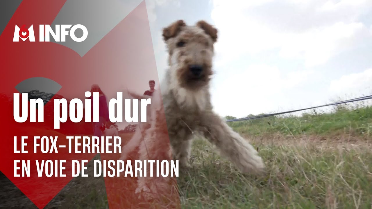 Moins populaire, le fox-terrier aux abois ?