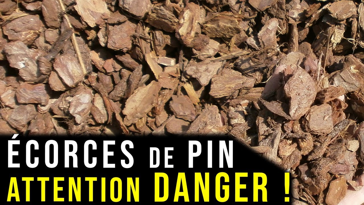 Un Paillage Naturel à FUIR !! Les Écorces de Pin !