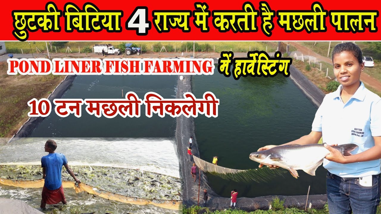Fish harvesting in Koytur fish farming ।। छुटकी बिटिया 4 राज्य मे करती है मछली पालन ।।