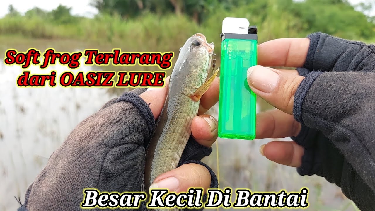 Soft frog Pembasmi - Casting ikan gabus umpan Soft frog mini - Oasiz Lure - Snakehead Fishing