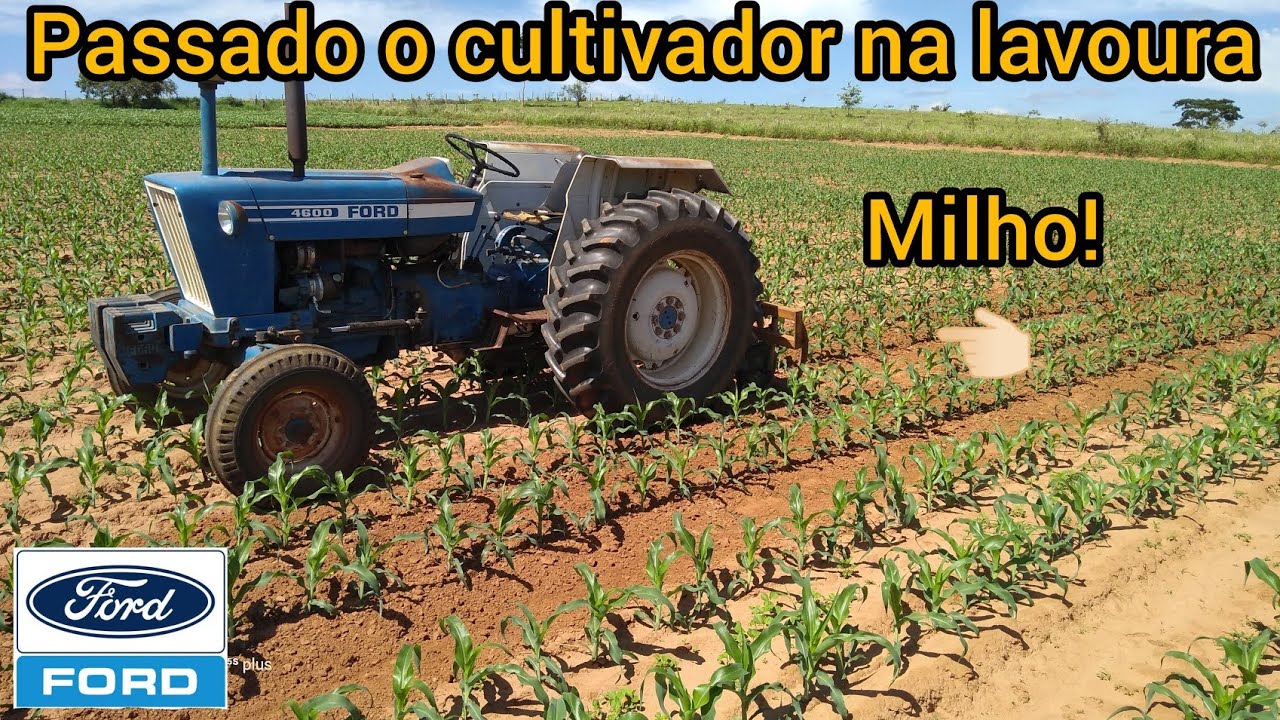Ervas daninhas no milho! Passando o cultivador na lavoura com o trator Ford 4600