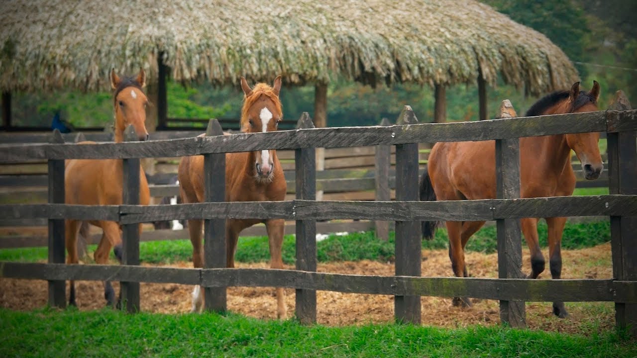 Coaching con Caballos - TvAgro por Juan Gonzalo Angel