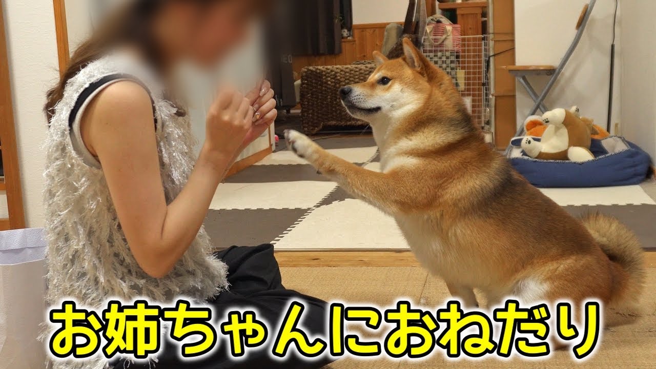 帰省したお姉ちゃんからお土産をもらってテンションMAXの柴犬てぃーだ　#柴犬 #柴犬てぃーだ #shiba