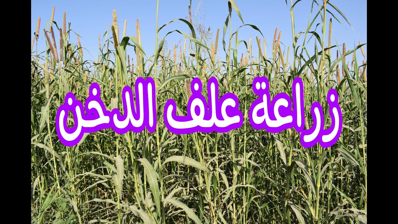 زراعة علف الدُخن (تفاصيل)