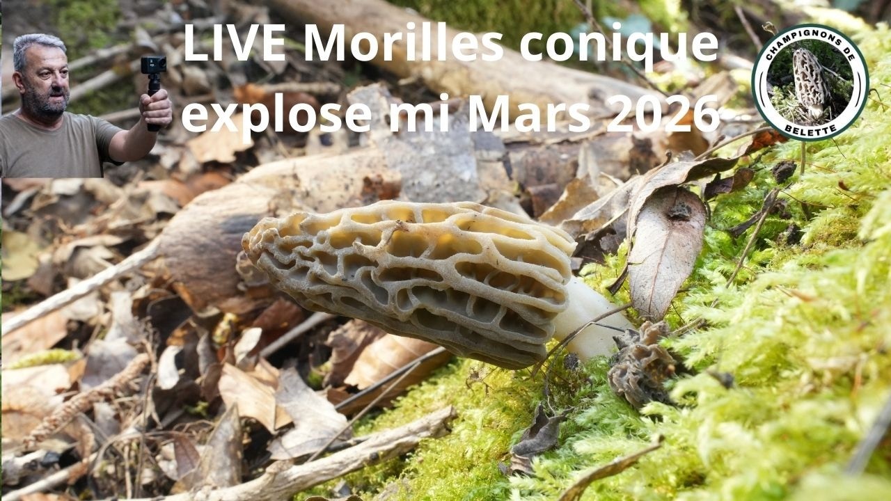 LIVE EXCEPTIONNEL AUJOURD'HUI 14 h