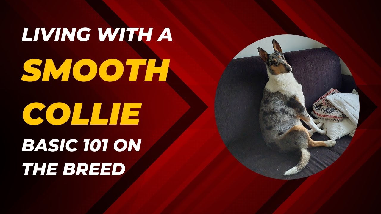 Life with a smooth collie. Basic 101 on the breed.