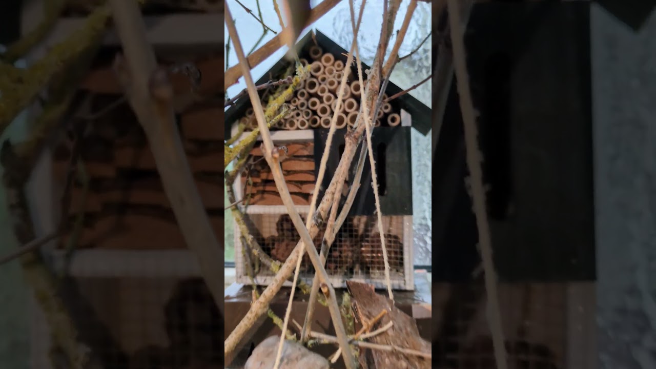 Folge: #38 Abenteuer mit den drei Mäuschen! 