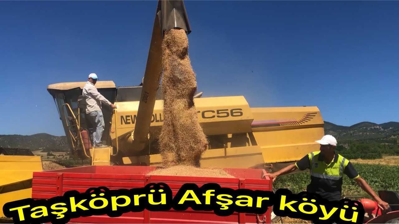 Kastamonu Taşköprü-Afşar köyü buğday hasadı new Holland tc 56 biçerdöver ile biçildi 🌾