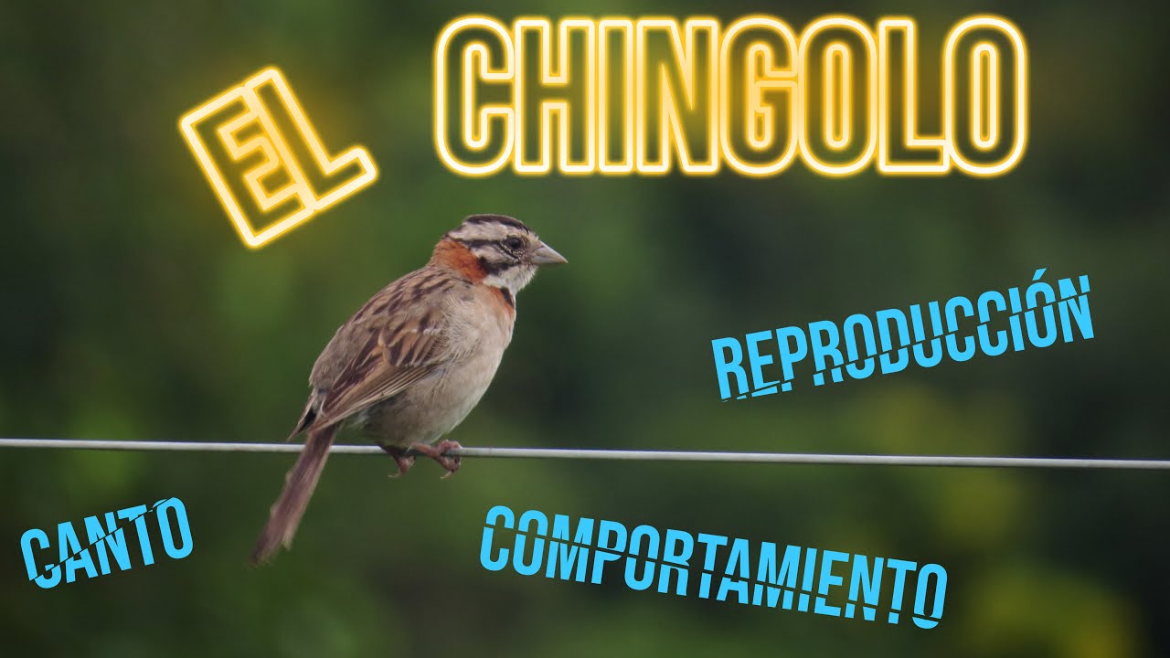 El Chingolo o Chincol (/Zonotrichia capensis/) Canto, alimentaci&oacute;n, reproducci&oacute;n, distribuci&oacute;n...