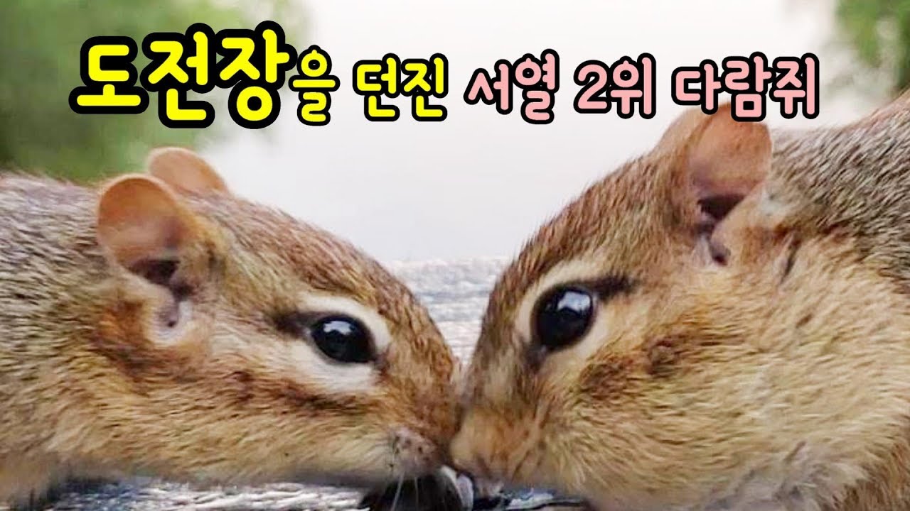 도전장을 던진 서열 2위 다람쥐 쳐키 Challenge With Chipmunk Chucky Ranking Number Two