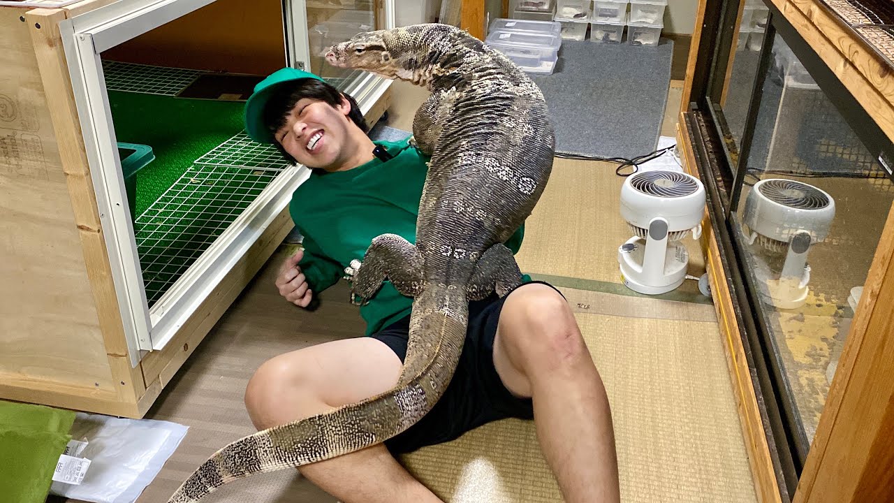 オオトカゲが巨大化しすぎてヤバい