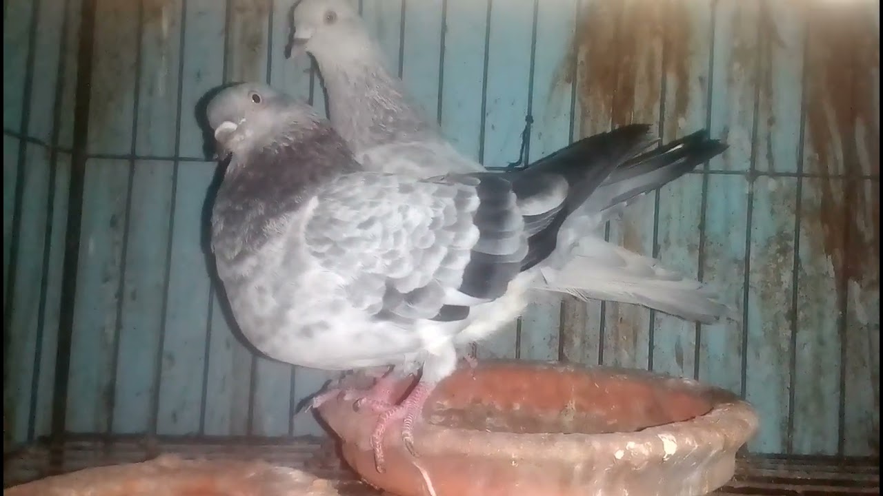এক জোড়া কবুতৱ সবাই বলবেন কেমন হইছে  #pigeon #kabootarloft05 
