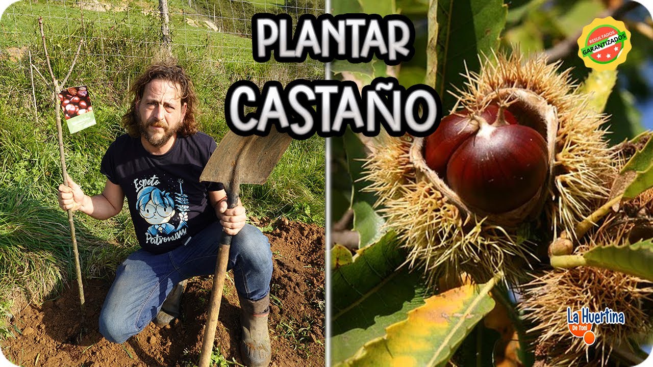 Como Y Cuando Plantar Un CASTAÑO : Cuidados Y Necesidades De Este Árbol || La Huertina De Toni