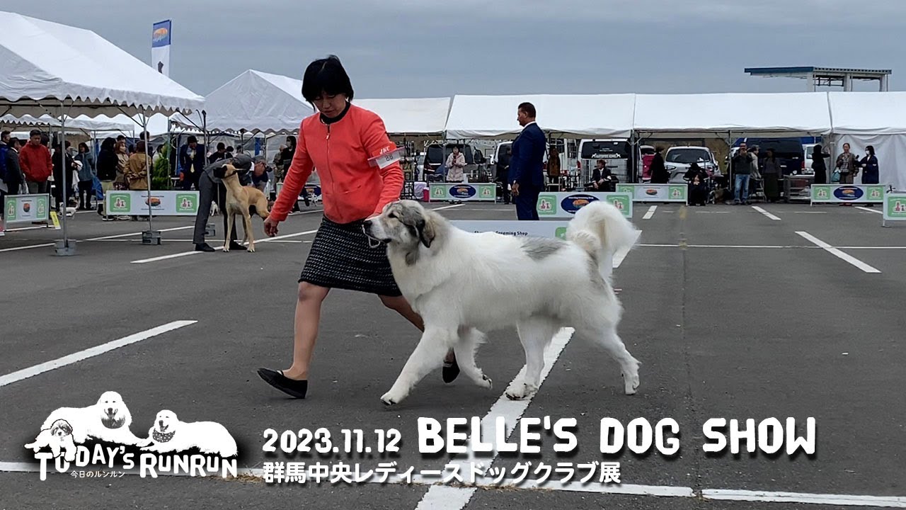 ショーはビシッと！終わればお転婆...オンオフで切り替えができるベルです　Great Pyrenees　グレートピレニーズ