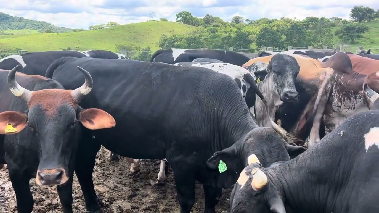 99 dias após vídeo dos bois gordos no puro grão