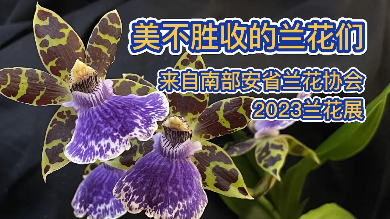 兰花展/兰花园之2 - 美不胜收的兰花们 - 来自南部安省兰花协会2023兰花展